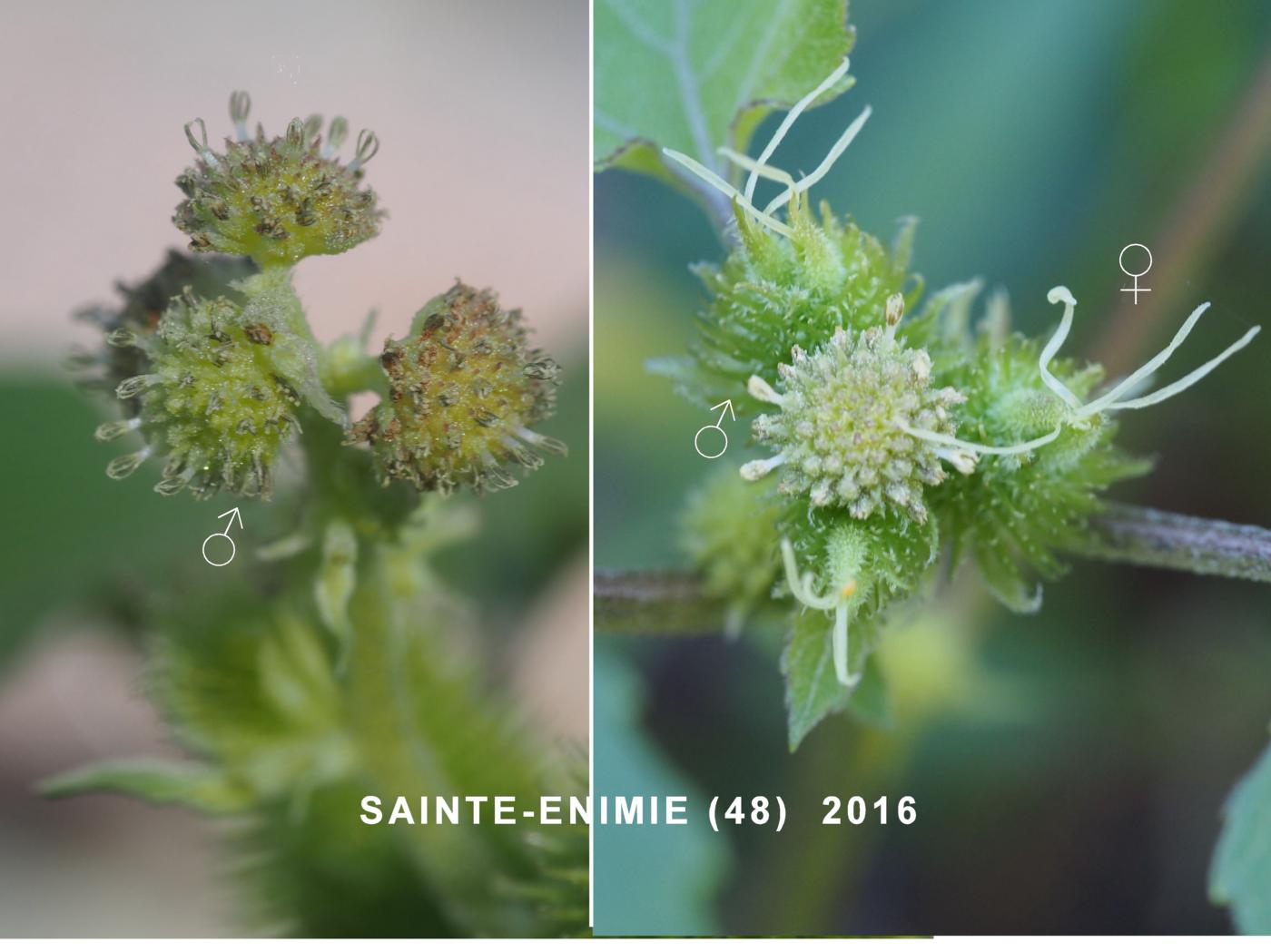 Burweed, Italian flower